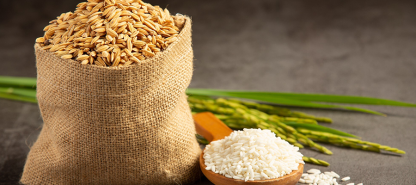 Masa Depan Pertanian: Budidaya Padi Berkelanjutan untuk Dunia yang Berkembang